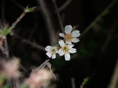 Prunus pseudocerasus