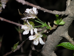 Prunus pseudocerasus