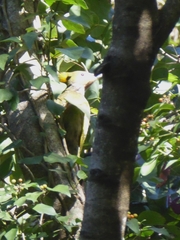 Chrysophlegma