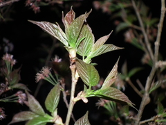 Prunus pseudocerasus