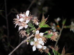 Prunus pseudocerasus