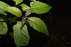 Clerodendrum floribundum