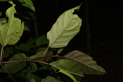 Clerodendrum floribundum