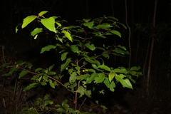 Clerodendrum floribundum