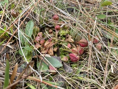 Sarracenia psittacina