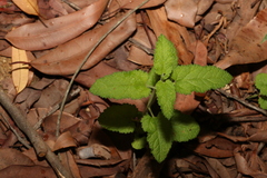 Teucrium argutum