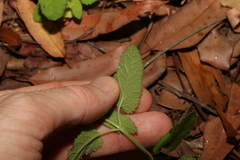 Teucrium argutum