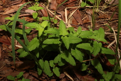 Teucrium argutum