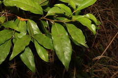 Cryptocarya macdonaldii