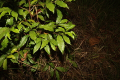 Cryptocarya macdonaldii