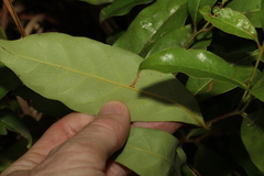 Cryptocarya macdonaldii