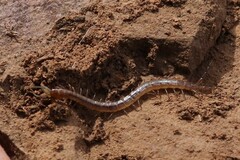 Arthrorhabdus pygmaeus