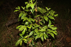 Cryptocarya macdonaldii