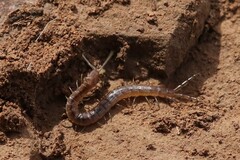 Arthrorhabdus pygmaeus