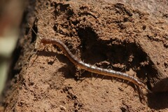 Arthrorhabdus pygmaeus