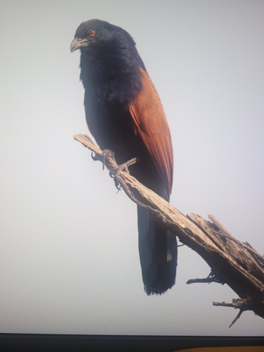 Greater Coucal