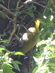 Chrysophlegma