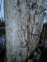 Agrilus