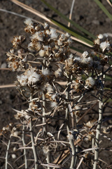Tetradymia comosa