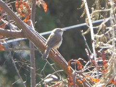 Prinia hodgsonii