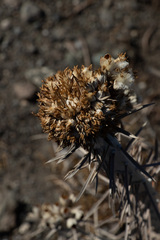 Tetradymia comosa