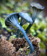 Arrhenia chlorocyanea