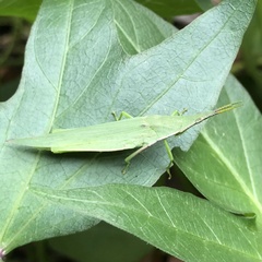 Atractomorpha australis