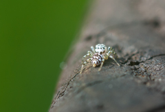 Phintelloides versicolor