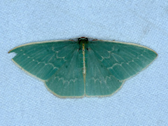 Chlorocoma melocrossa