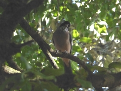 Garrulus lanceolatus