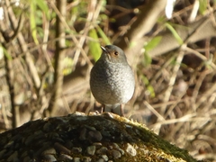 Phoenicurus fuliginosus
