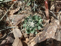 Mammillaria meiacantha