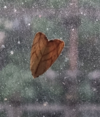 Xanthodes transversa