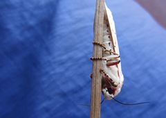 Rhodogastria similis