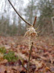Akanthomyces