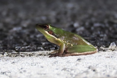 Litoria olongburensis