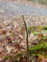 Akanthomyces