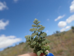 Myriopteris wrightii