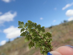 Myriopteris wrightii
