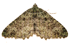 Austrocidaria umbrosa