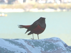 Phoenicurus leucocephalus