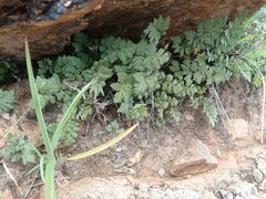 Myriopteris wrightii