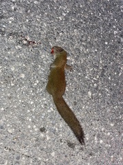 Callosciurus erythraeus