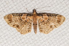 Chloroclystis lichenodes