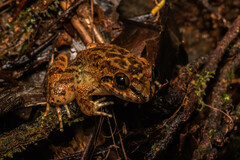 Limnonectes conspicillatus