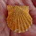 Kelp Scallop - Photo (c) dlbowls, some rights reserved (CC BY-NC), uploaded by dlbowls