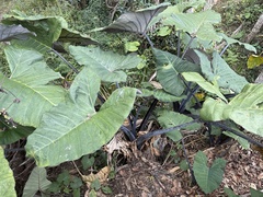 Xanthosoma violaceum