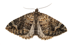 Hydriomena hemizona