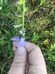 Lobelia brevifolia