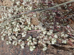 Guilleminea densa